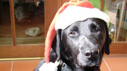 A Dog is not just for Xmas